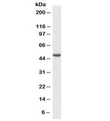 Western blot testing of human kidney lysate with biotinylated FH antibody at 0.1ug/ml. Predicted mol