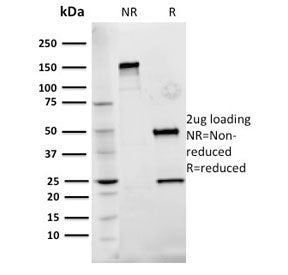 SDS-PAGE analysis of purified, BSA-free Fibronectin antibody (clone Fn-3) as confirmation of integri