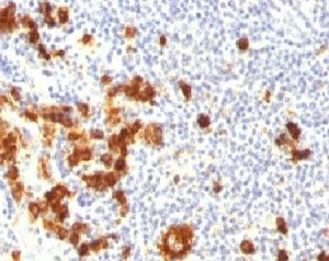 CD15 / SSEA-1 Antibody Cocktail