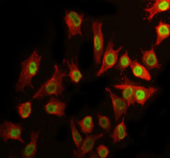 Immunofluorescent staining of RTF2 using anti-RTF2 antibody (green) and anti-Beta Tubulin antibody (