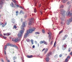 APOA1 Antibody