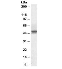 SEPT6 Antibody