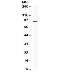 STAT6 Antibody