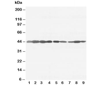 Western blot testing of beta-Actin antibody and rat tissue: ovary (1), testis (2), heart (3), brain 