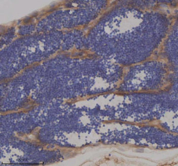 Immunohistochemical analysis of Ift172 protein using Zebrafish Ift172 antibody and paraffin-embedded