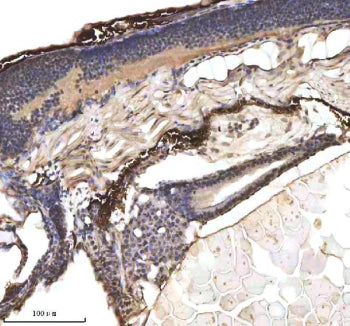 IHC staining of zebrafish p53 protein using Zebrafish p53 antibody, HRP-labeled secondary and DAB su