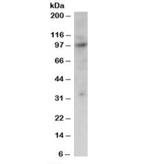 PRAM1 Antibody