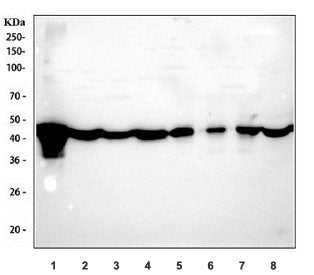 Western blot testing of 1) zebrafish, 2) chicken heart, 3) chicken liver, 4) chicken brain, 5) monke