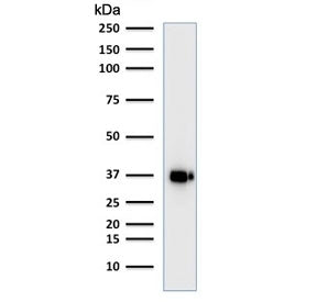 Western blot testing of human Raji cell lysate with BOB1 antibody (clone BOB1/2421). Predicted molec