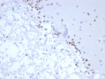 Neurogenin 3 Antibody / NGN3