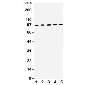 ICAM1 Antibody