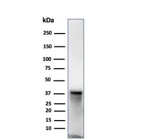 SPARC Antibody / Osteonectin