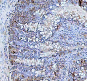 IHC staining of FFPE rat intestine tissue with BCMA antibody. HIER: boil tissue sections in pH8 EDTA