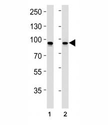 STAT1 Antibody