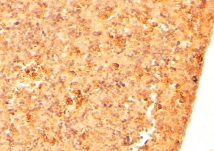 IHC testing of FFPE mouse embryonic liver with Cripto-1 antibody. HIER: steamed with pH6 citrate buf