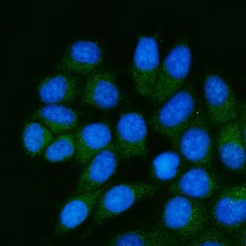 Immunofluorescent staining of FFPE human MCF7 cells with GDP-L-fucose synthase antibody (green) and 