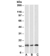 NDUFA7 Antibody