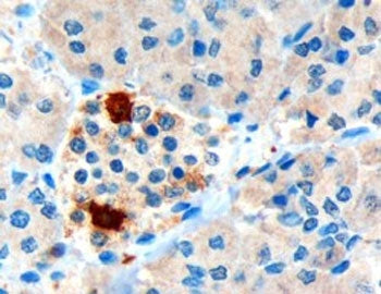 IHC testing of FFPE human pancreas with Pancreatic Polypeptide antibody at 3ug/ml. HIER: microwaved 
