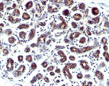 Estrogen Inducible Protein pS2 / TFF1 Antibody