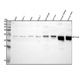 Western blot analysis of METTL26 using anti-METTL26 antibody. Lane 1: human 293T whole cell lysates,