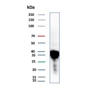 Western blot testing of human liver tissue lysate with APOE antibody (clone APOE/3673). Predicted mo