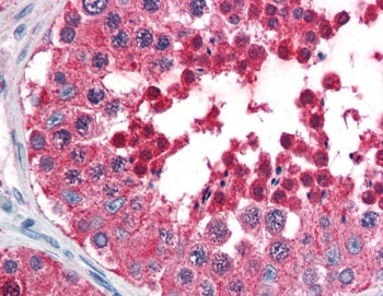 IHC testing of FFPE human testis tissue with HSPA4L antibody at 5ug/ml. HIER: steamed antigen retrie