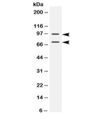 PML Antibody / Promyelocytic leukemia protein