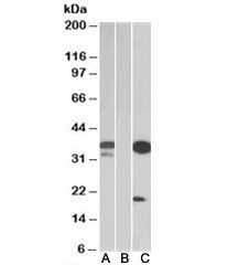 Western blot testing of HEK293 lysate over expressing human DAPP1-FLAG with DAPP1 antibody (0.1ug/ml
