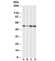 ATP5A1 Antibody