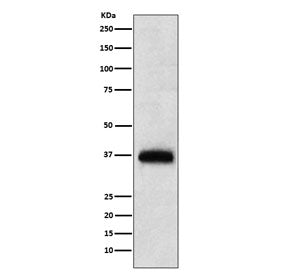 Western blot testing of human PBM lysate with CD7 antibody. Expected molecular weight: 25-40 kDa dep