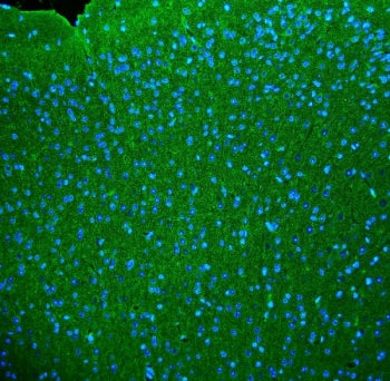 Immunofluorescent staining of FFPE mouse brain tissue with Synaptophysin antibody. HIER: boil tissue