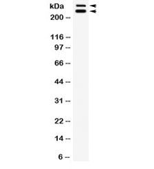 WNK1 Antibody