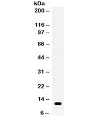 Resistin Antibody