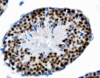 IHC staining of FFPE mouse testis with PTBP2 antibody. HIER: boil tissue sections in pH8 EDTA for 20
