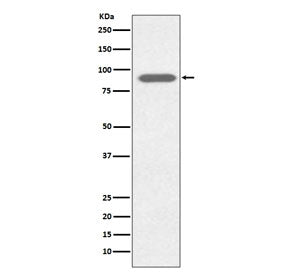 Western blot testing of human HeLa cell lysate with Lactoferrin antibody. Predicted molecular weight