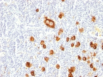 CD15 Antibody / SSEA-1