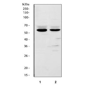 Western blot testing of 1) rat lung and 2) mouse lung tissue lysate with FMO2 antibody. Predicted mo