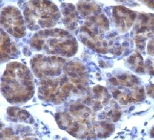 IHC testing of FFPE human pancreas and Golgi antibody (clone CRFG1). FFPE testing requires sections 