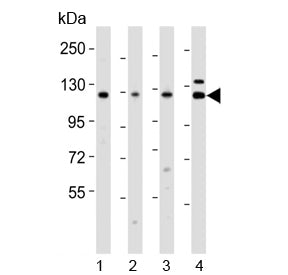 Vinculin Antibody
