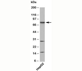 TAB3 Antibody