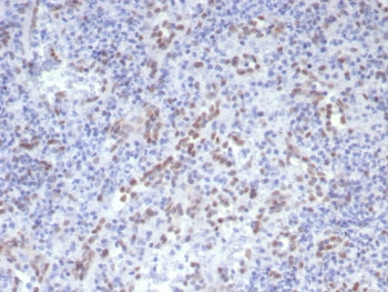 IHC staining of FFPE human spleen stained Cyclin D1 antibody (clone CCND1/7868). HIER: boil tissue s