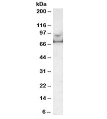 Western blot testing of human prostate lysate with MARK4 antibody at 0.5ug/ml. Predicted molecular w