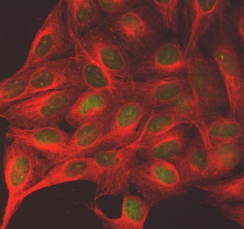Shugoshin 2 Antibody / SGO2 / SGOL2