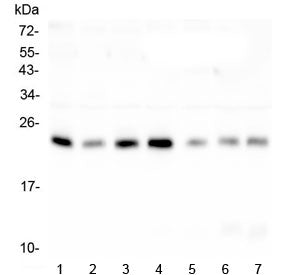 Western blot testing of human 1) placenta, 2) A549, 3) U-87 MG, 4) PC-3, 5) HeLa, 6) Caco-2 and 7) H
