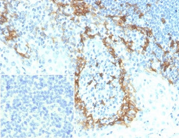Podoplanin Antibody / gp36