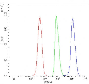 Flow cytometry testing of fixed and permeabilized human SH-SY5Y cells with RUFY3 antibody at 1ug/mil