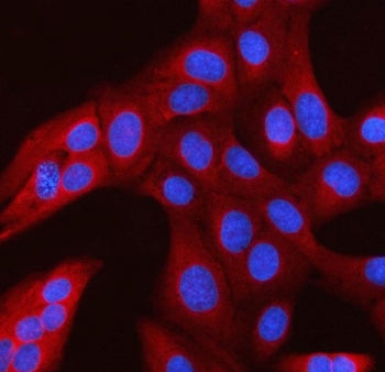 RAN binding protein 1 Antibody / RanBP1
