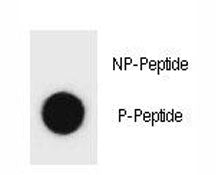 Dot blot analysis of phospho Beclin 1 antibody. 50ng of phos-peptide or nonphos-peptide per dot were