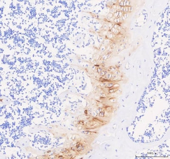 IHC staining of FFPE mouse knee joint tissue with COMP antibody. HIER: boil tissue sections in pH8 E