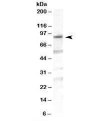 OSBPL10 Antibody